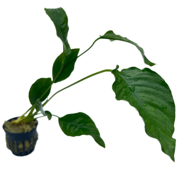 Anubias Barteri Crispus (potted)