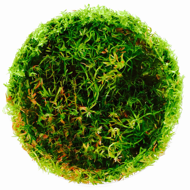 Rotala Wallichii (sterile cup)