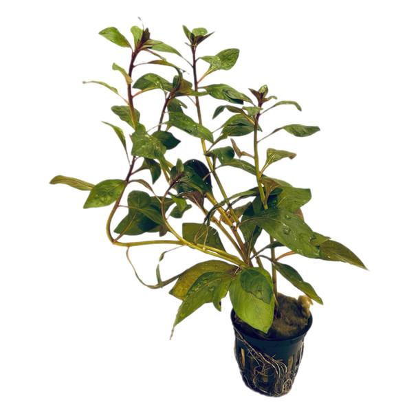 Ludwigia Dark Red (potted)