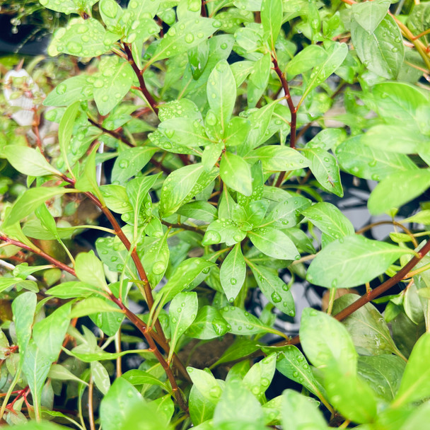 Ludwigia Dark Red (potted)