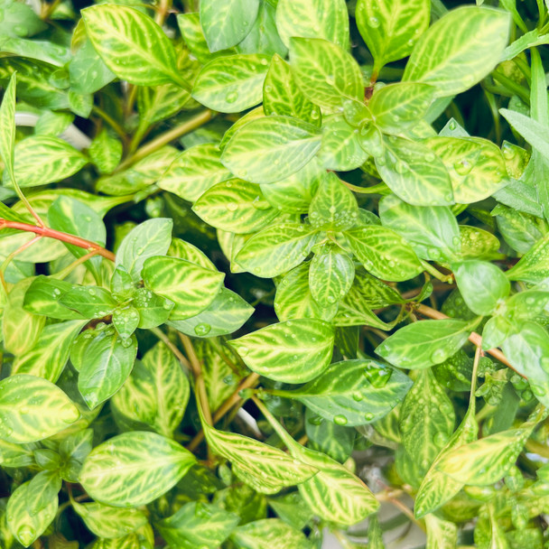 Ludwigia Sp (potted)