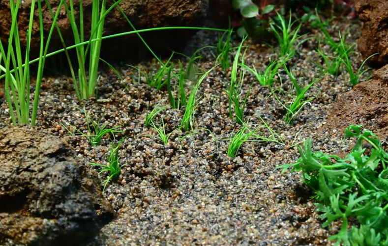 Tropica 1-2-Grow! Tissue Culture Plants - Timelapse and Demonstration