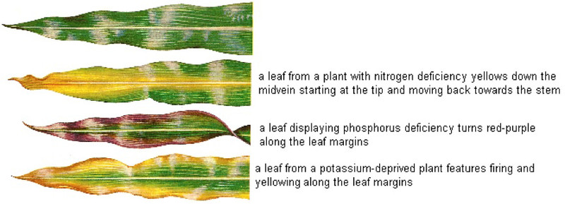 Plant Nutrition - Micro & Macro nutrients and nutrient mobility