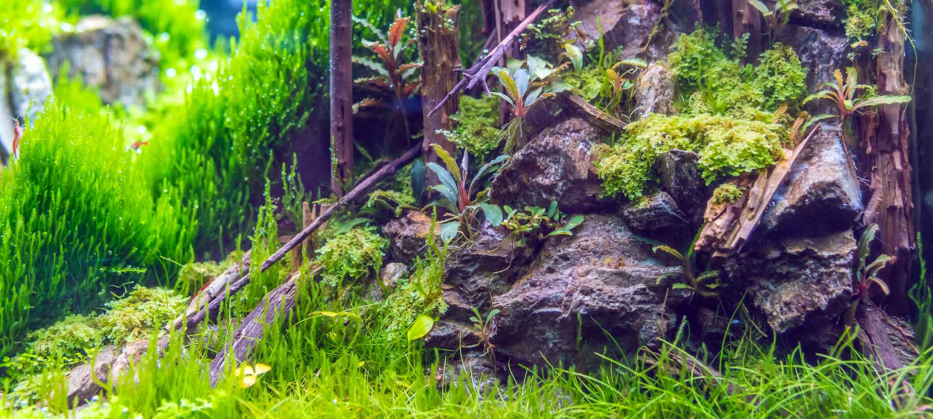 AQUARIUM AQUASCAPE - New Green