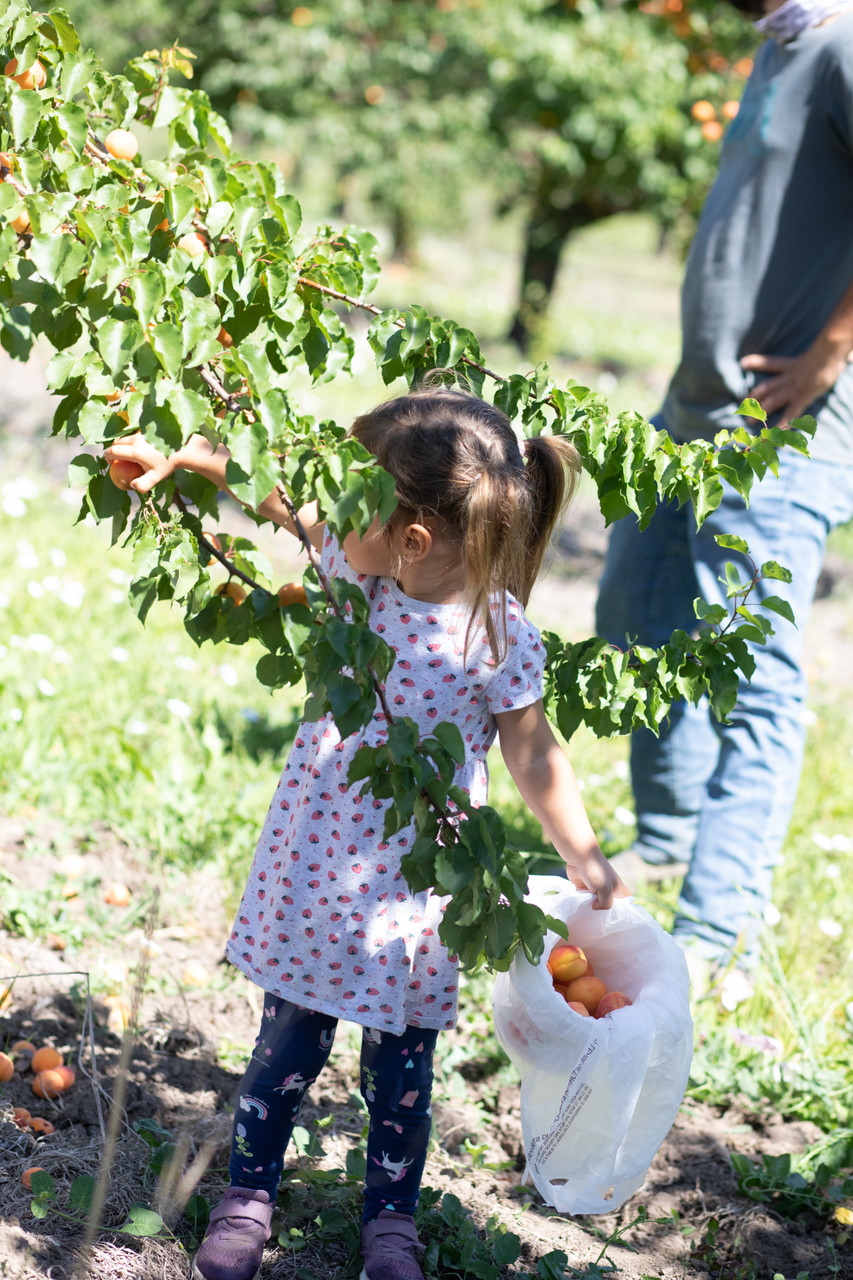 Third-Annual U-Pick Event