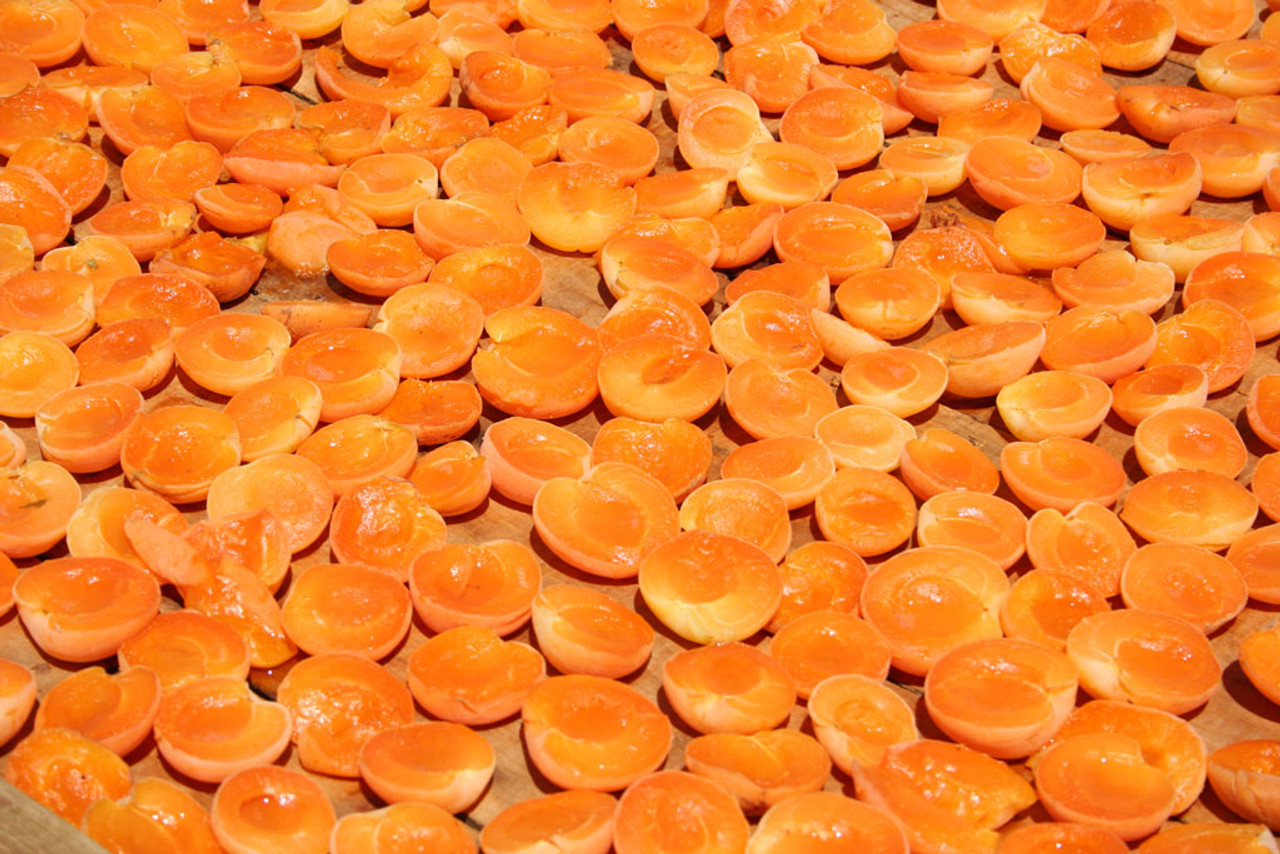 ​Apricots are amazing