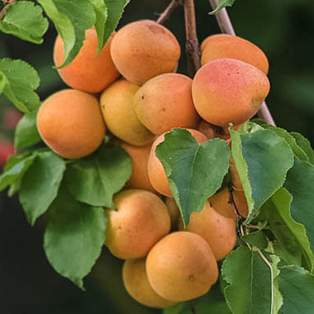 As a low-GI food, apricots help regulate your blood sugar.