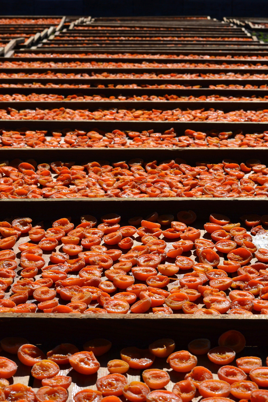 End of Harvest 2025
