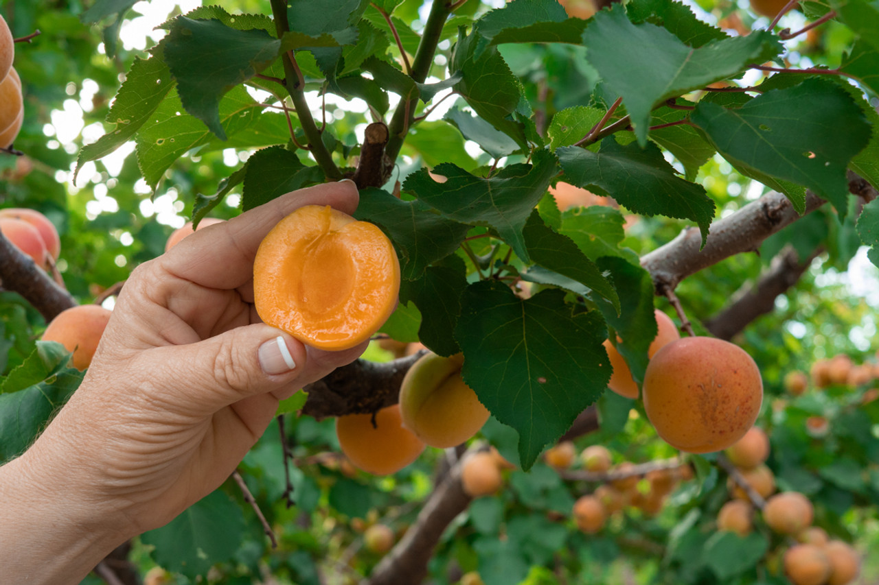 Fresh Blenheim Apricots