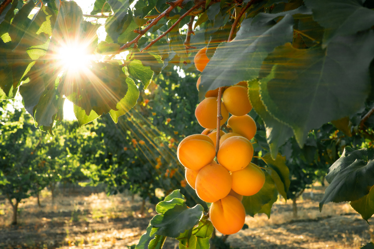 Preserving the Exception - The Blenheim Apricot