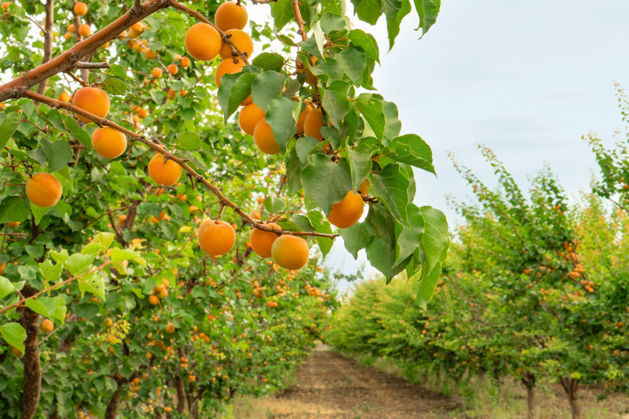 This Week At B & R Farms: Irrigation 