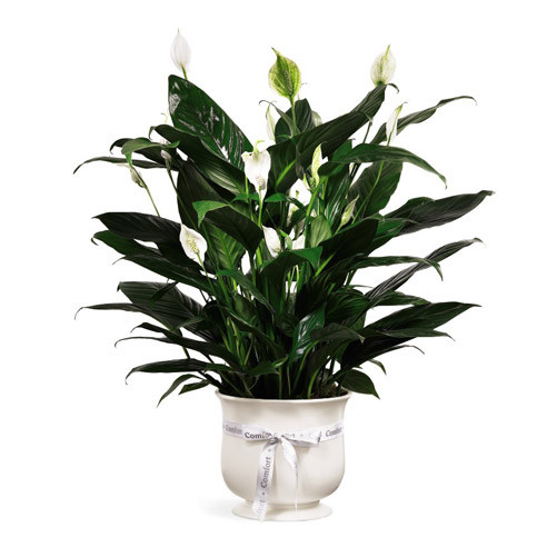 Comfort Planter