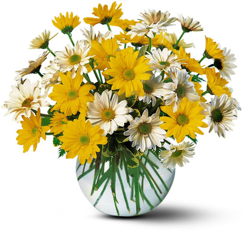 Send these bright and joyful daisies and that special someone's heart will skip a beat or two.