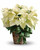 Nothing says Christmas like a poinsettia! A unique twist on the traditional Christmas plant, send this white poinsettia as a holiday gift - or keep it for yourself as Christmas décor!