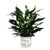 Offer unspoken words of hope and peace with our comfort planter that holds an elegant white lily. The simple yet beautiful flower arrangement is accented with dark green leaves and delivered in a white ceramic planter that has a white ribbon bearing the word "comfort." This is a wonderful arrangement to send as a silent expression of your deepest sympathies.