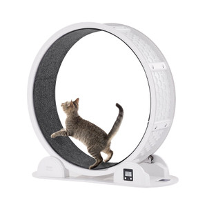 VEVOR Cat Exercise Wheel with Pedometer 40.8" Cat Treadmill for Pet Health White E415-ZNMPBJABSBS45TGJAY3 VEVOR Cat Exercise Wheel with Pedometer 40.8" Cat Treadmill for Pet Health White E415-ZNMPBJABSBS45TGJAY3