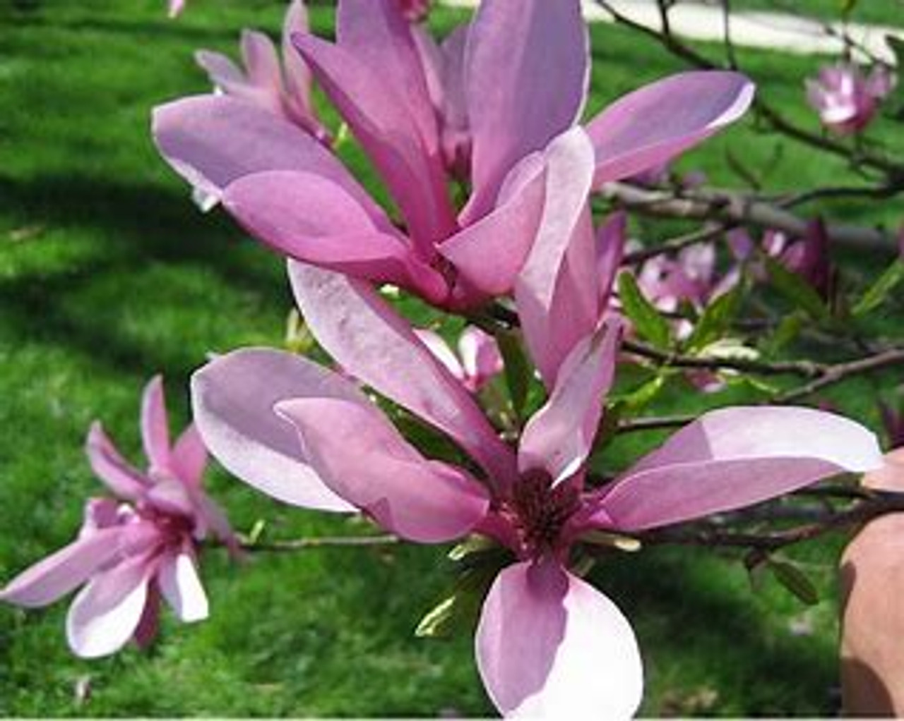 Bibiy MAGNOLIA Pink ピンク Betty Hybrid Magnolia For Sale | The Tree Center