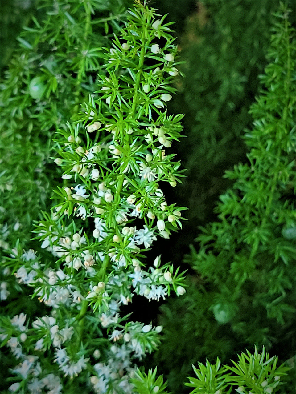 Asparagus Densiflorus, Foxtail Fern