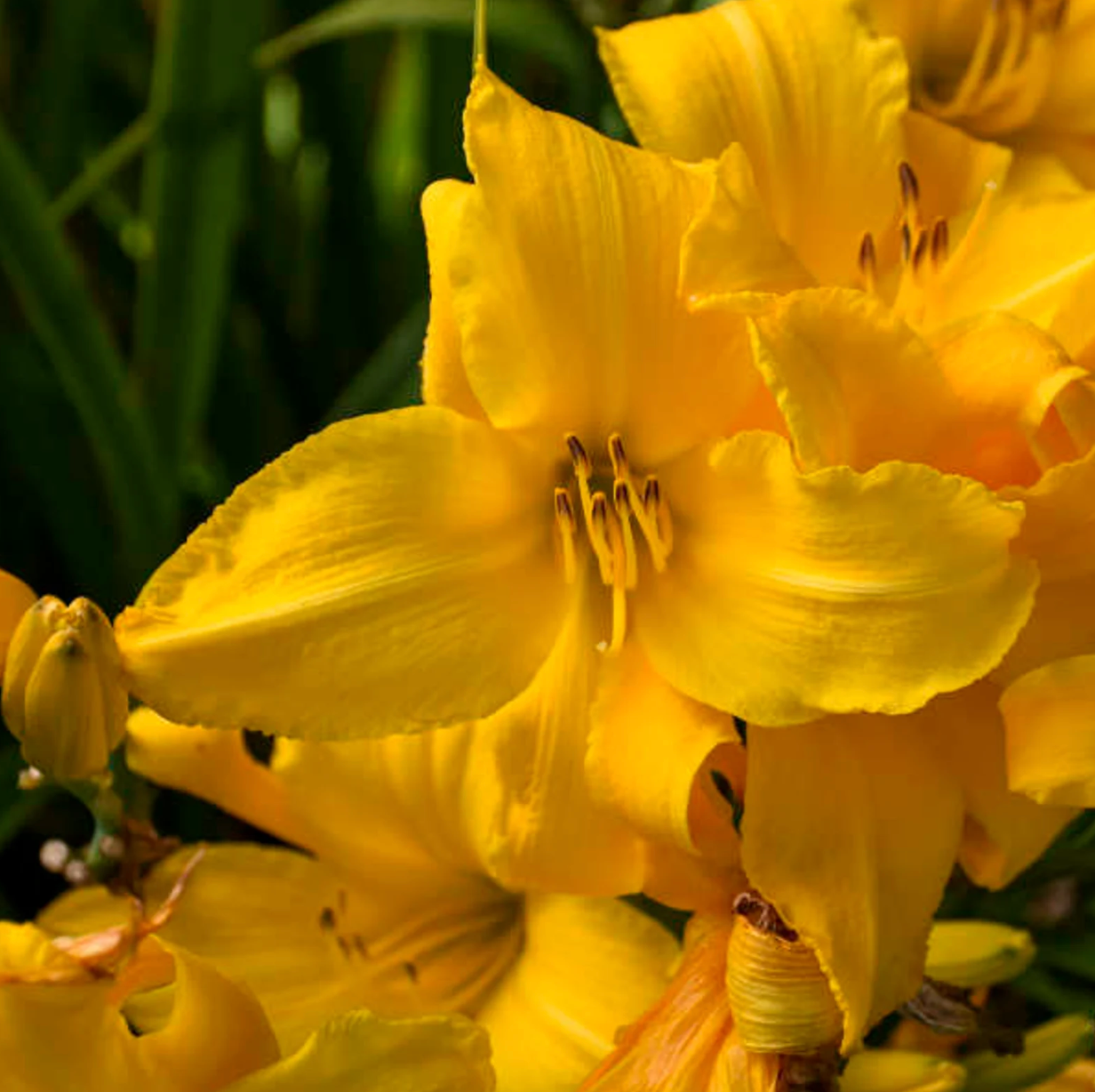 Buttered Popcorn Daylily Repeat Blooming Daylily Hemerocallis