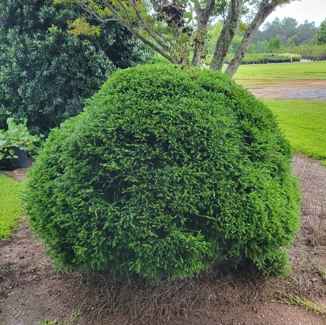 Buy Dwarf Japanese Cedar 'Globosa Nana' at shopplantfactory.com