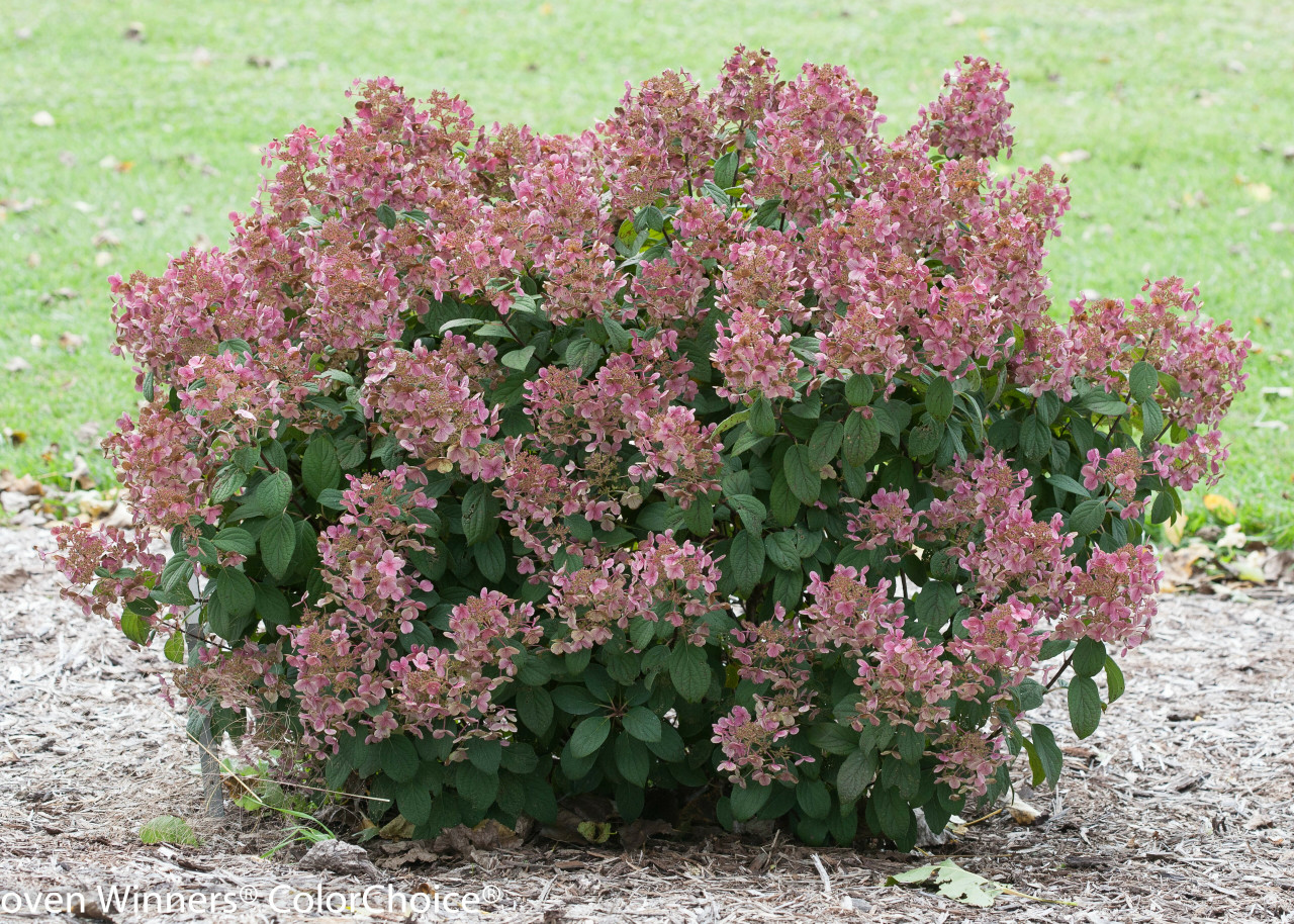 Image of Group of hydrangea paniculata little quick fire shrubs in garden