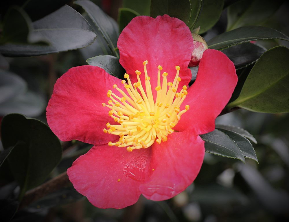 Yuletide Camellia Sasanqua 7 Gallon Red Shrub