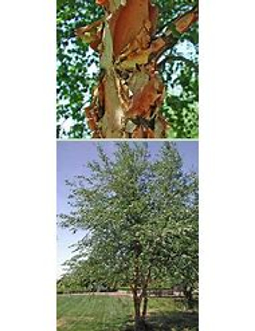 Dura Heat® River Birch Trees For Sale