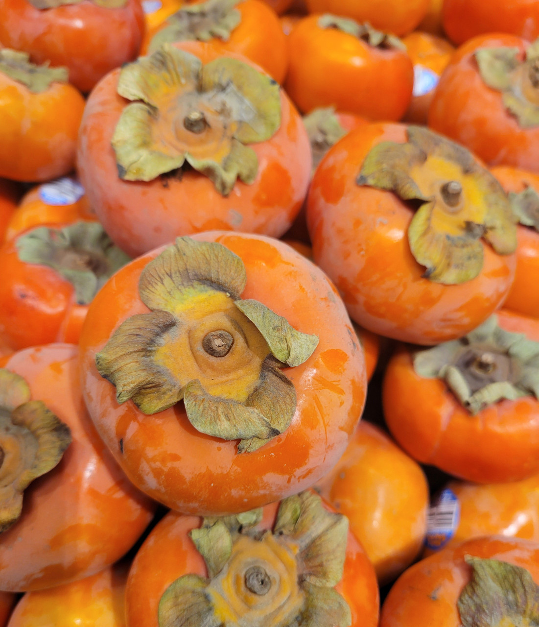 5 JAPANESE PERSIMMON Tree Asian Diospyros Kaki Orange Red Fruit Flower Seeds