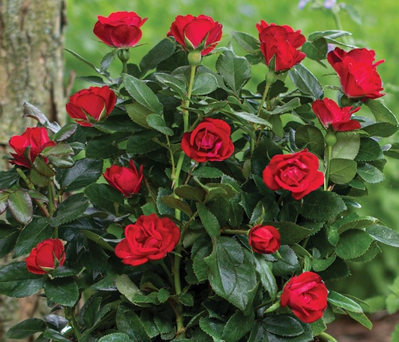 Petite Knock Out® Rose | ‘Meibenbino’ PP 30,811 U.S. Pat. No. 11,252,928  CPBR 6,553 | Quart Plant |Free Ground Shipping