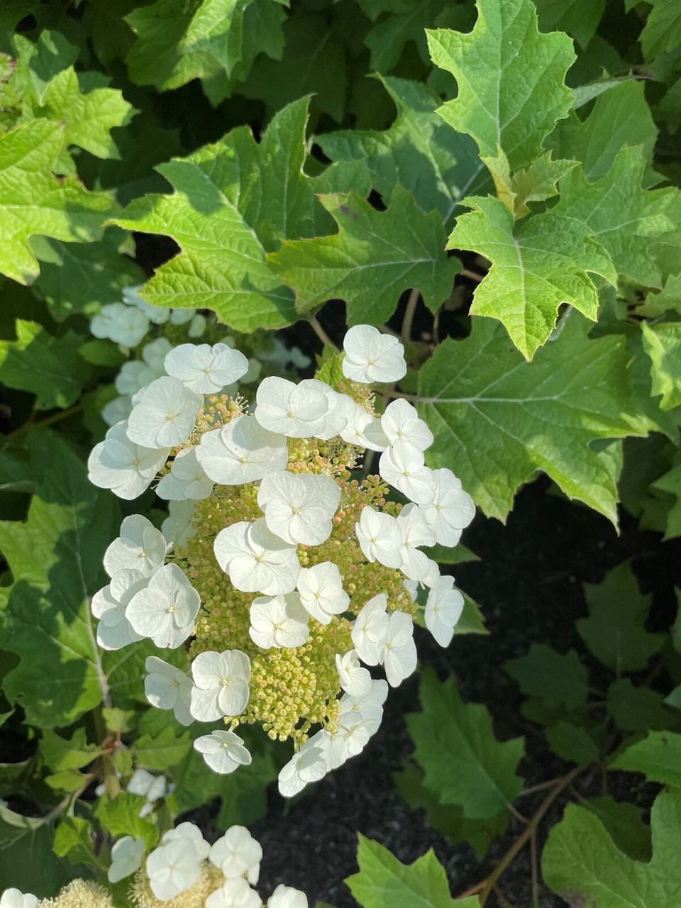 Toy Soldier Oakleaf Hydrangea | Quercifolia