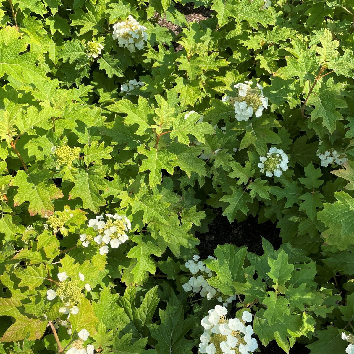 Toy Soldier Oakleaf Hydrangea | Quercifolia