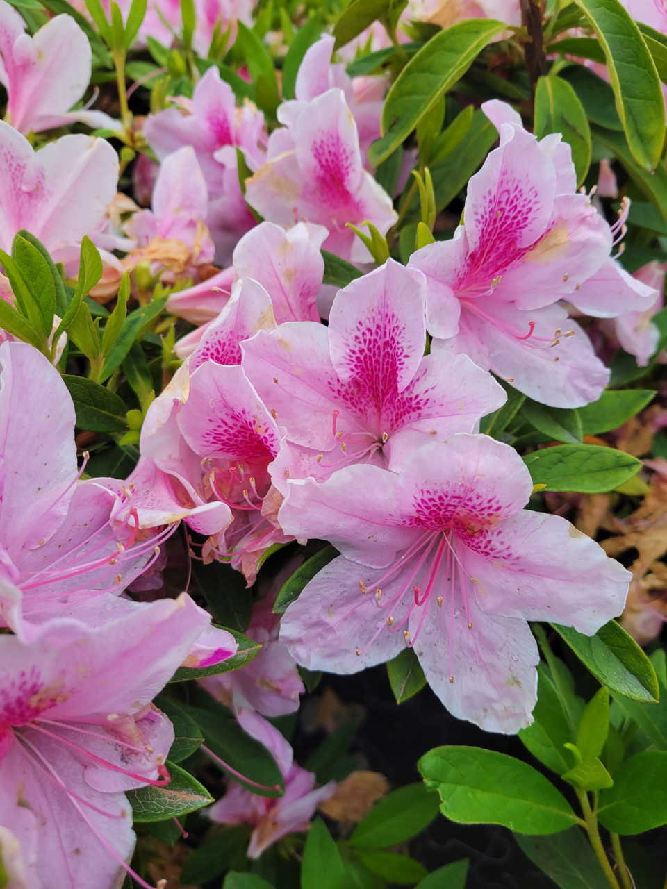 George L Tabor Azalea Rhododendron Indica Hybrid