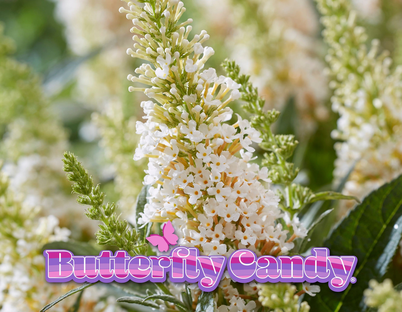 Butterfly Candy Lil Coconut Butterfly Bush