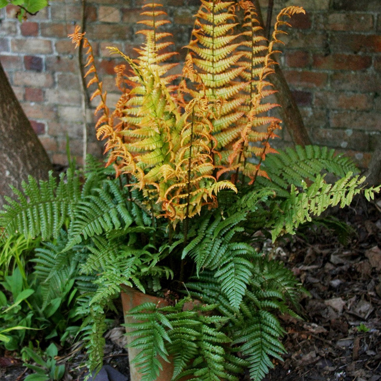 jurassic ferns