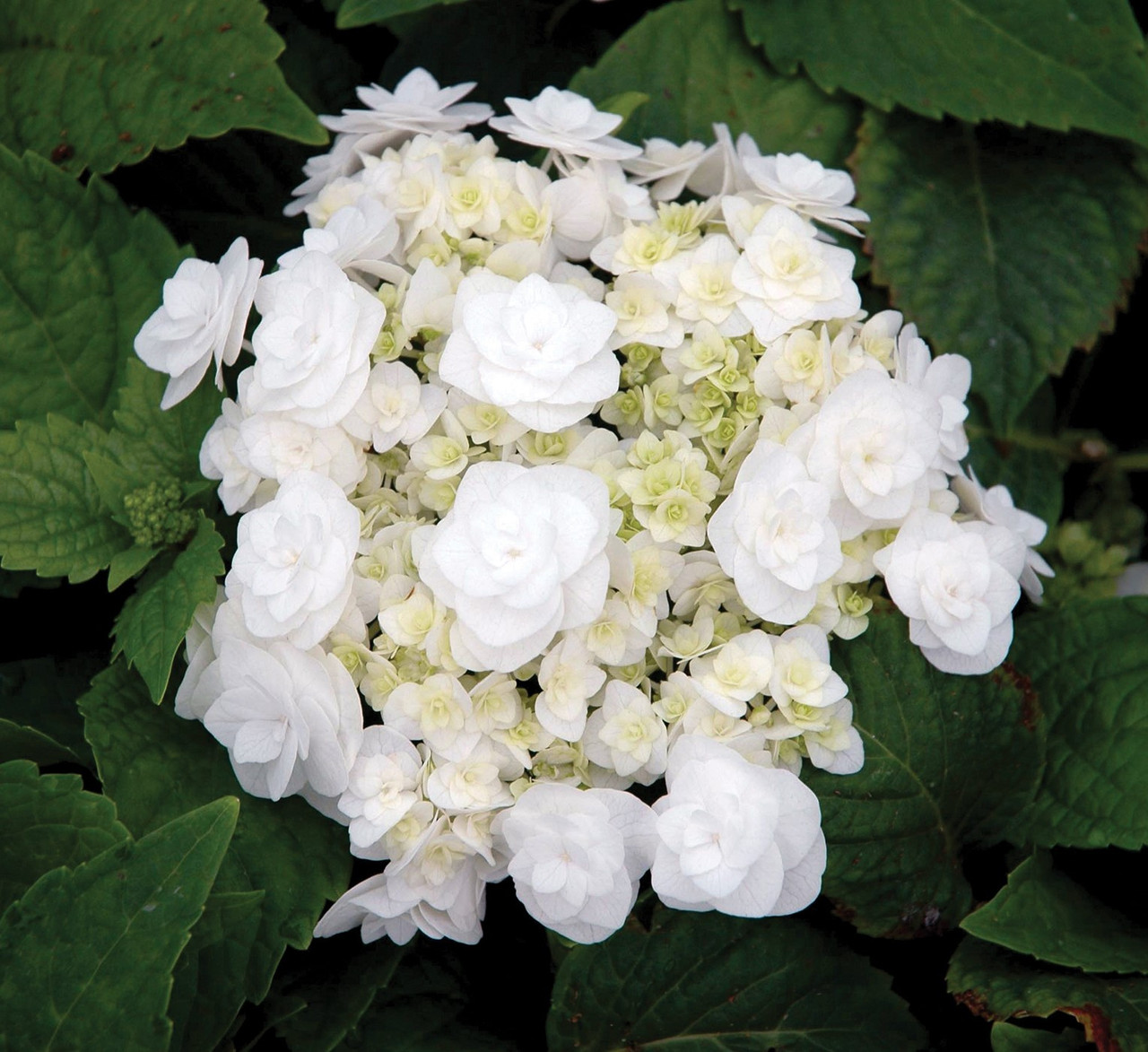 White Flower Farm | Landscaping with rocks, White flower farm, Hydrangea  macrophylla