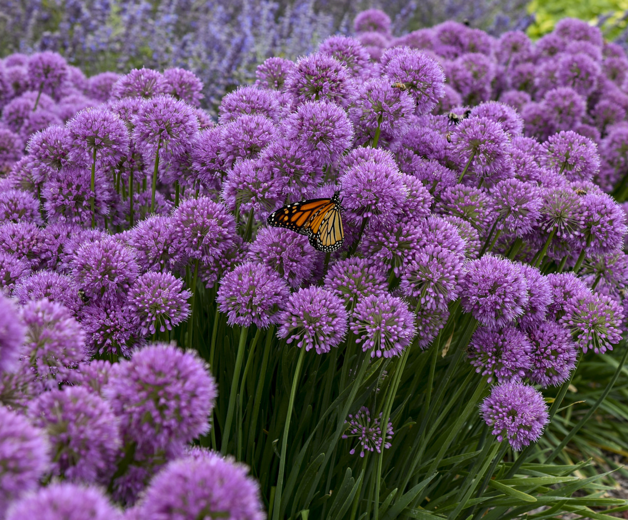 Allium 'Serendipity' Ornamental Onion Perennial Plant