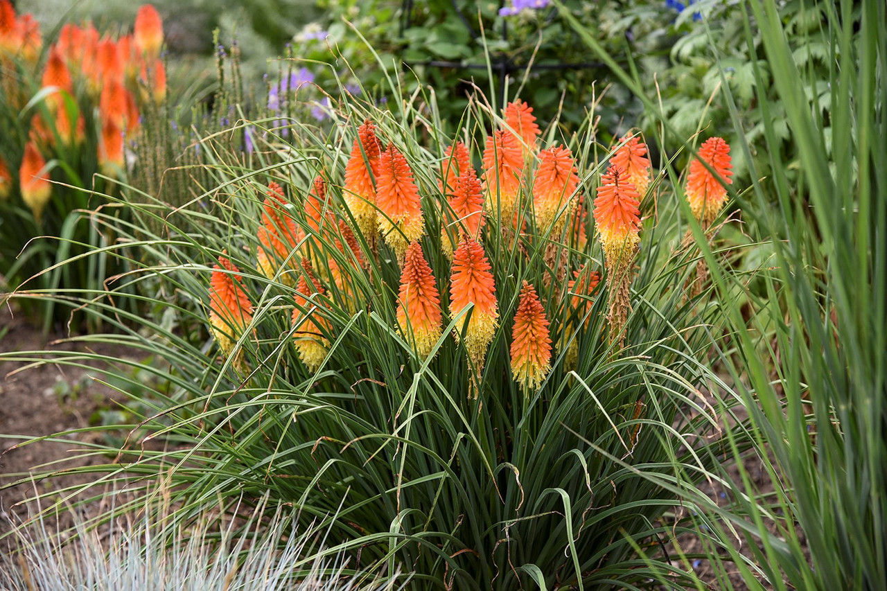 Red Hot Poker Torch Lily - Kniphofia Plant