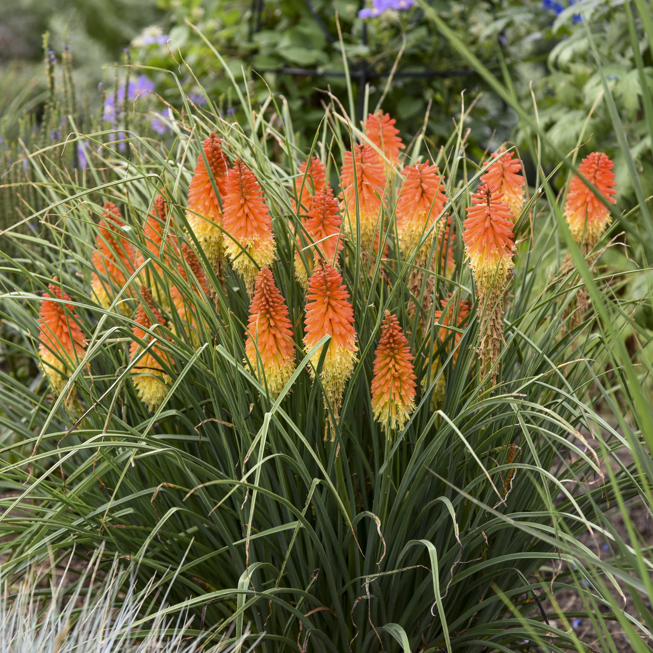 Red Hot Poker Torch Lily - Kniphofia Plant