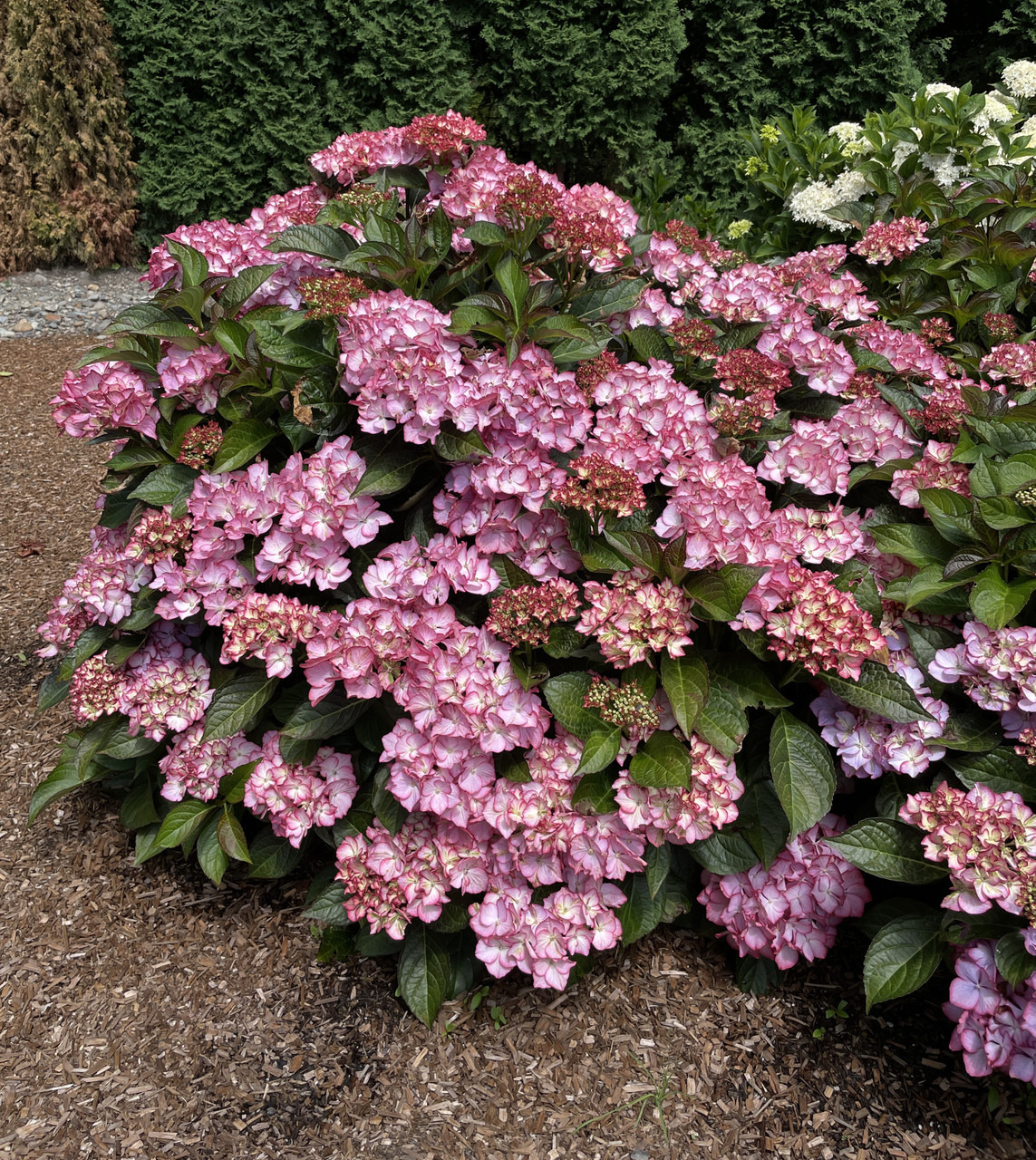 Kimono Red Reblooming Hydrangea - Hydrangea Macrophylla