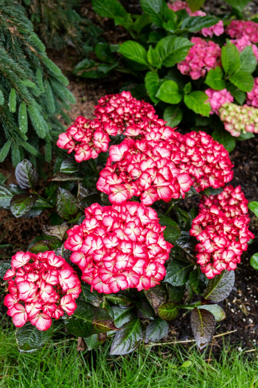 Kimono Red Reblooming Hydrangea - Hydrangea Macrophylla