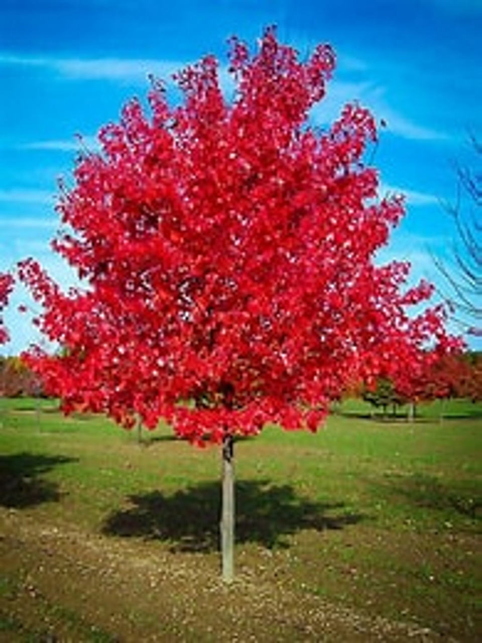 red tree① Streetspire® Oak