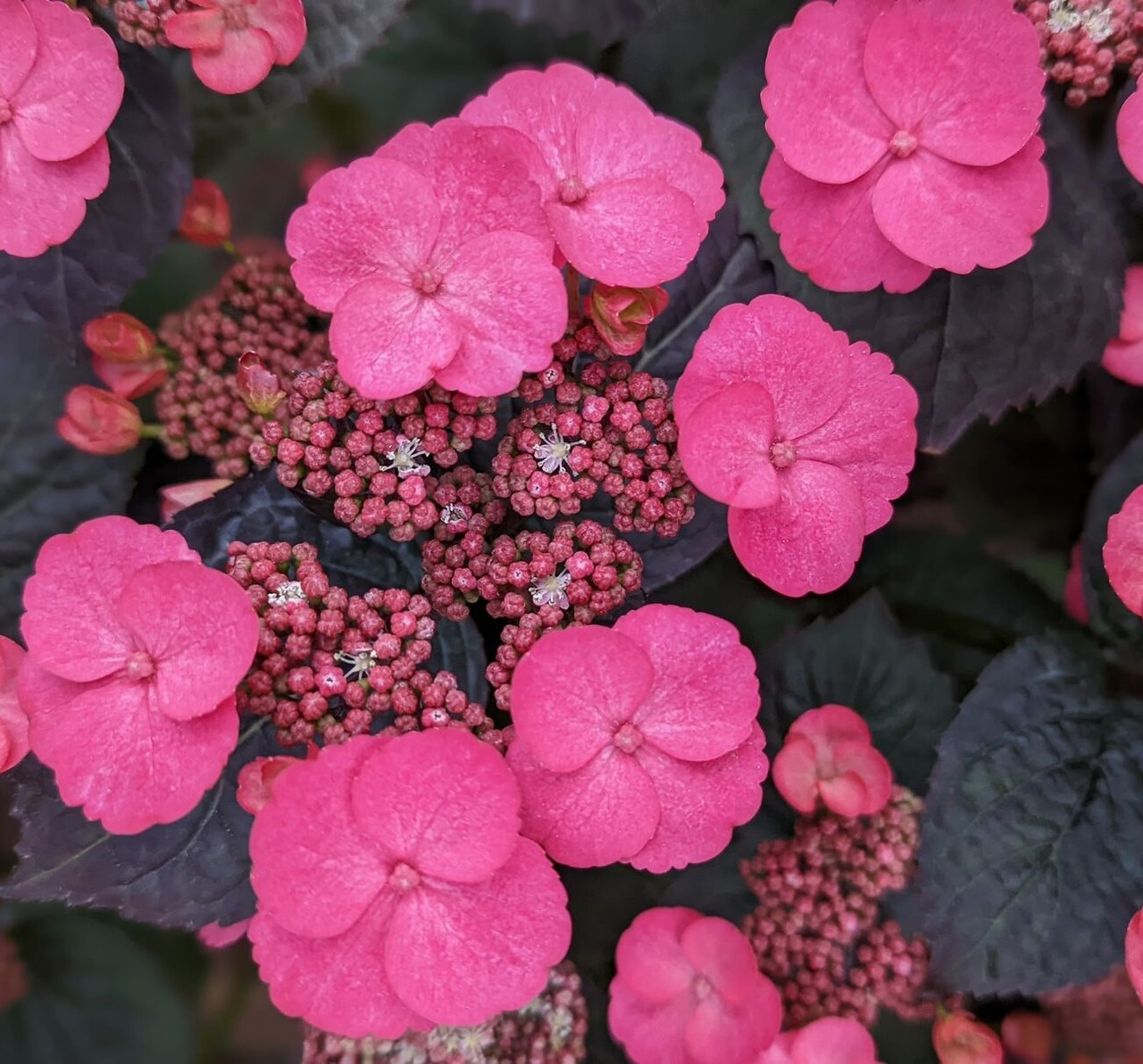 即購入ok hydrangea 様 Hydrangea macrophylla 'Otaksa', Mophead Hydrangea – Dancing Oaks