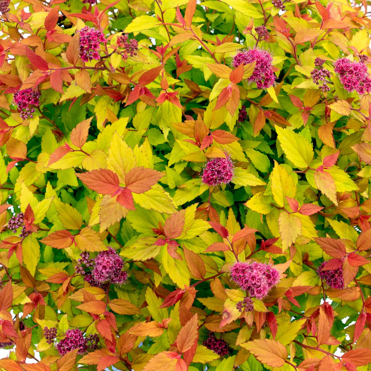 Buy Rainbow Fizz Spirea (Spirea japonica 'Matgold' USPP28876