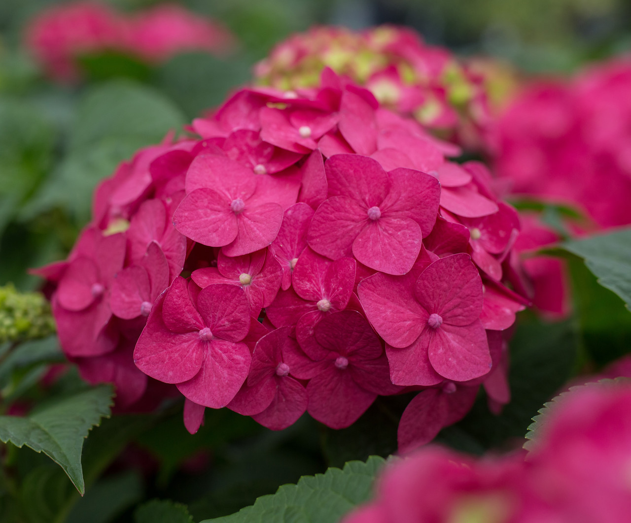 Buy Summer Crush® Hydrangea Macrophylla 'Bailmacfive' Now – Best
