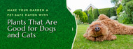 Make Your Garden a Pet-Safe Haven with Plants That Are Good for Dogs and Cats