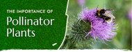 To Bee or Not to Bee–The Importance of Pollinators