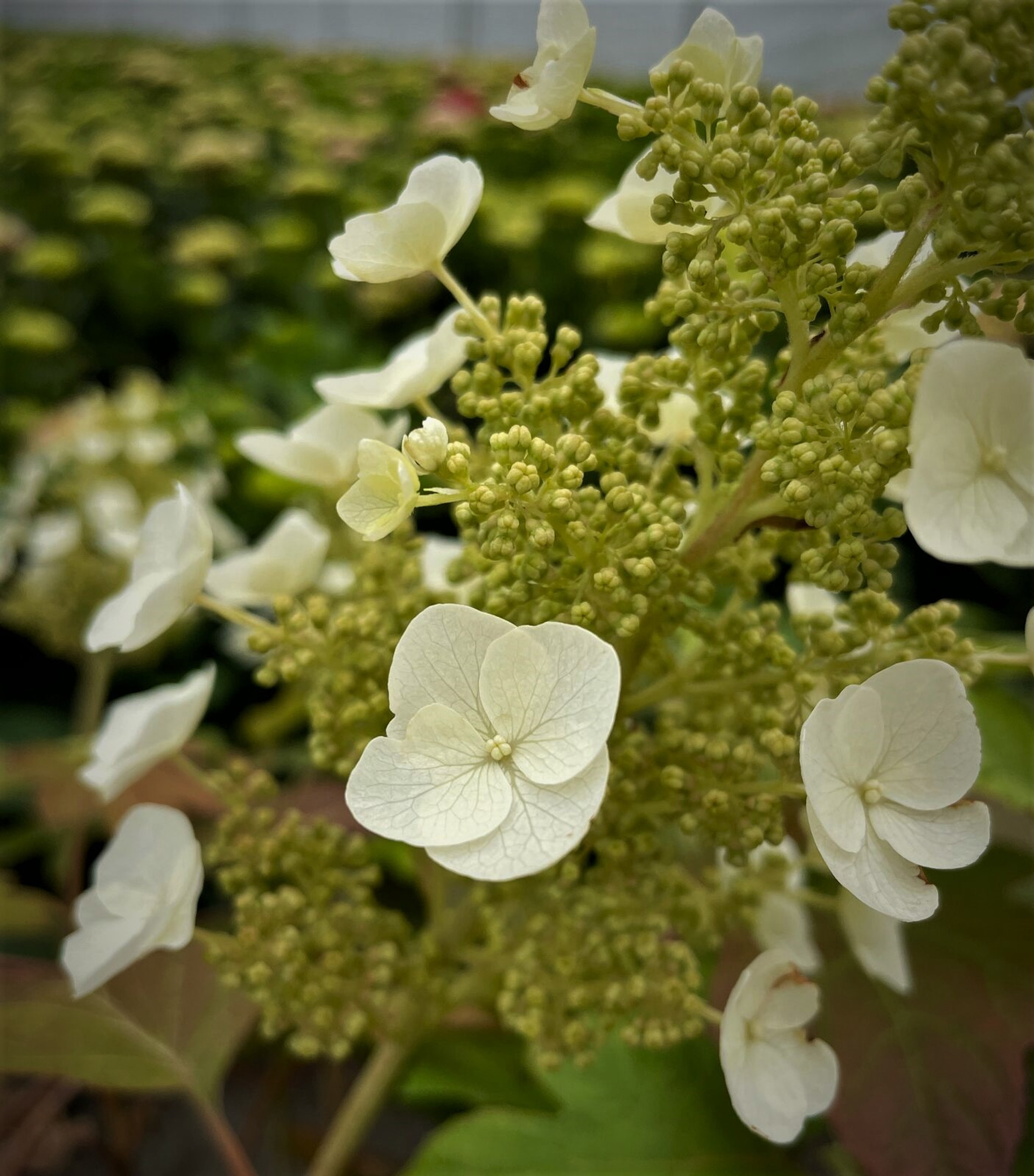 Toy Soldier ™ Oakleaf Hydrangea | Hydrangea quercifolia 'Bocotoso ...