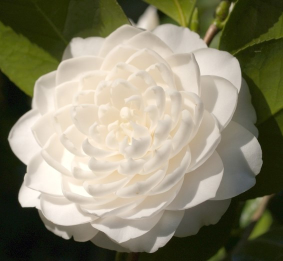 Buy Camellia japonica Sea Foam Pure White Flowers Free shipping