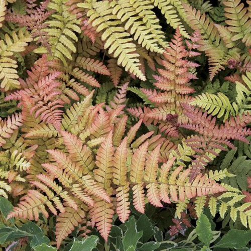 'Brilliance' Autumn Fern