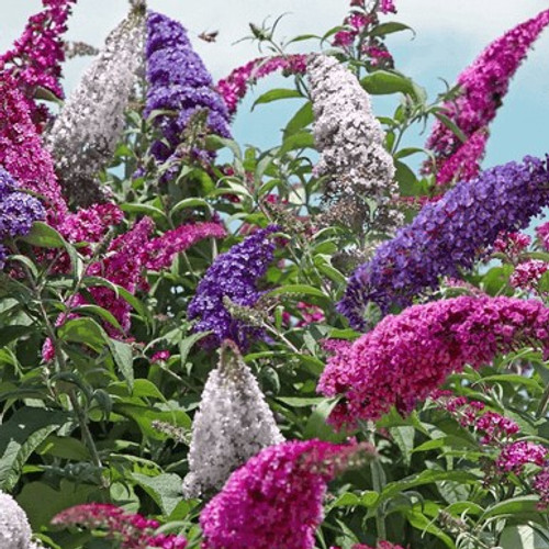 All The Buzz 3 in 1 Butterfly collection. Buzz Hot Raspberry, Buzz Ivory,  & Buzz Sky Blue grown in one container for a beautiful display of color!